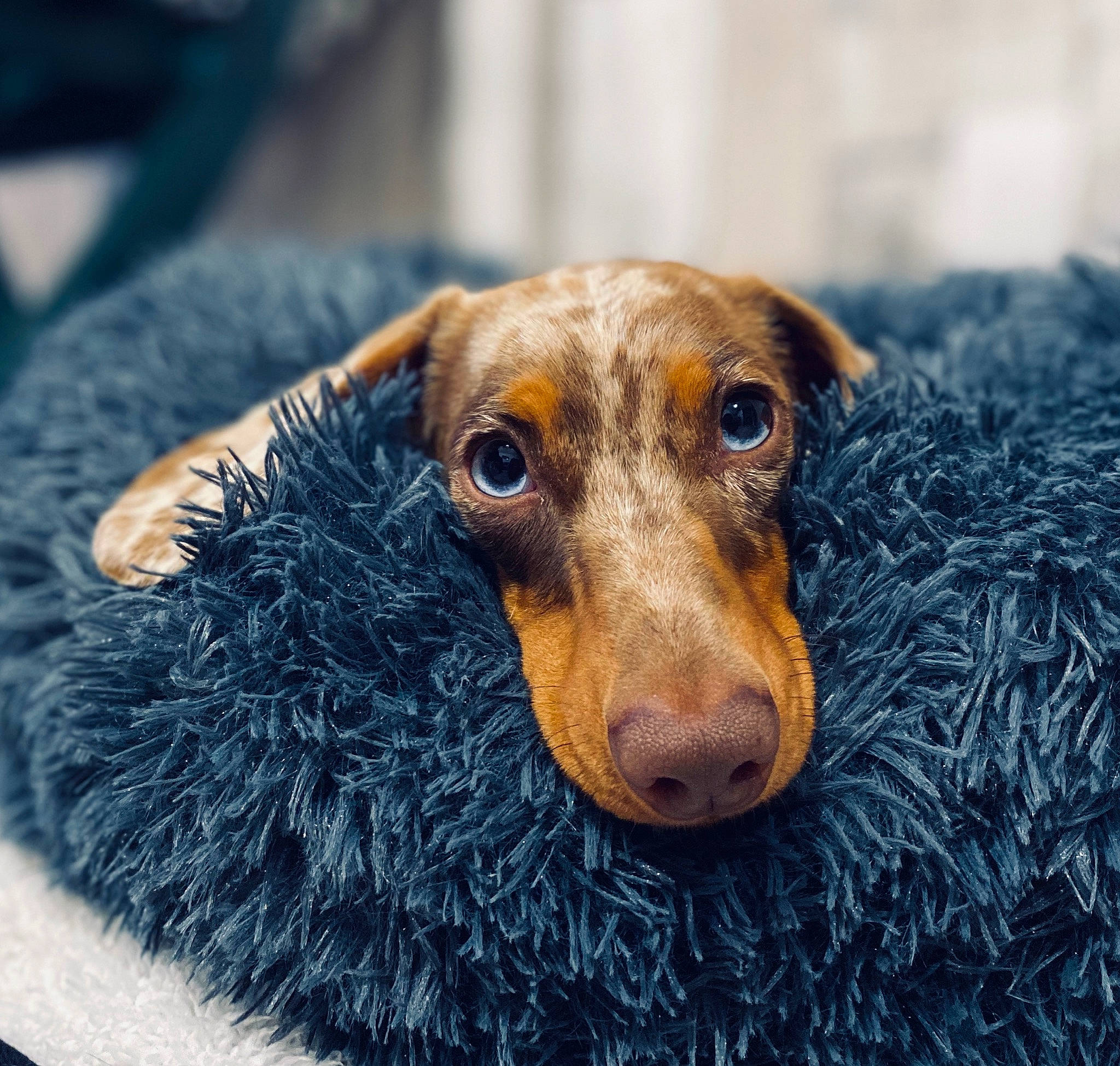 Plume a rejoint le concours — aidez-le/la à gagner de superbes lots ! canidae, carnivore, companion_dog, dachshund, dog, dog_breed, ear, eye, german_pinscher, head, mammal, nose, puppy, snout, vertebrate, whiskers, working_dog