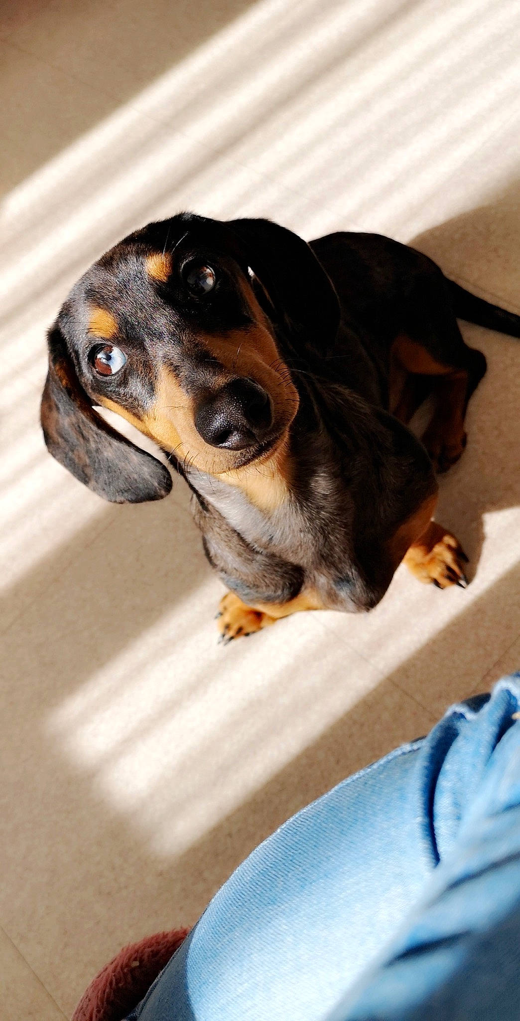 One a rejoint le concours — aidez-le/la à gagner de superbes lots ! basset_artesien_normand, black_and_tan_coonhound, bruno_jura_hound, canidae, carnivore, coonhound, dachshund, dog, dog_breed, hound, mammal, paw, puppy, snout, sporting_group, transylvanian_hound, vertebrate