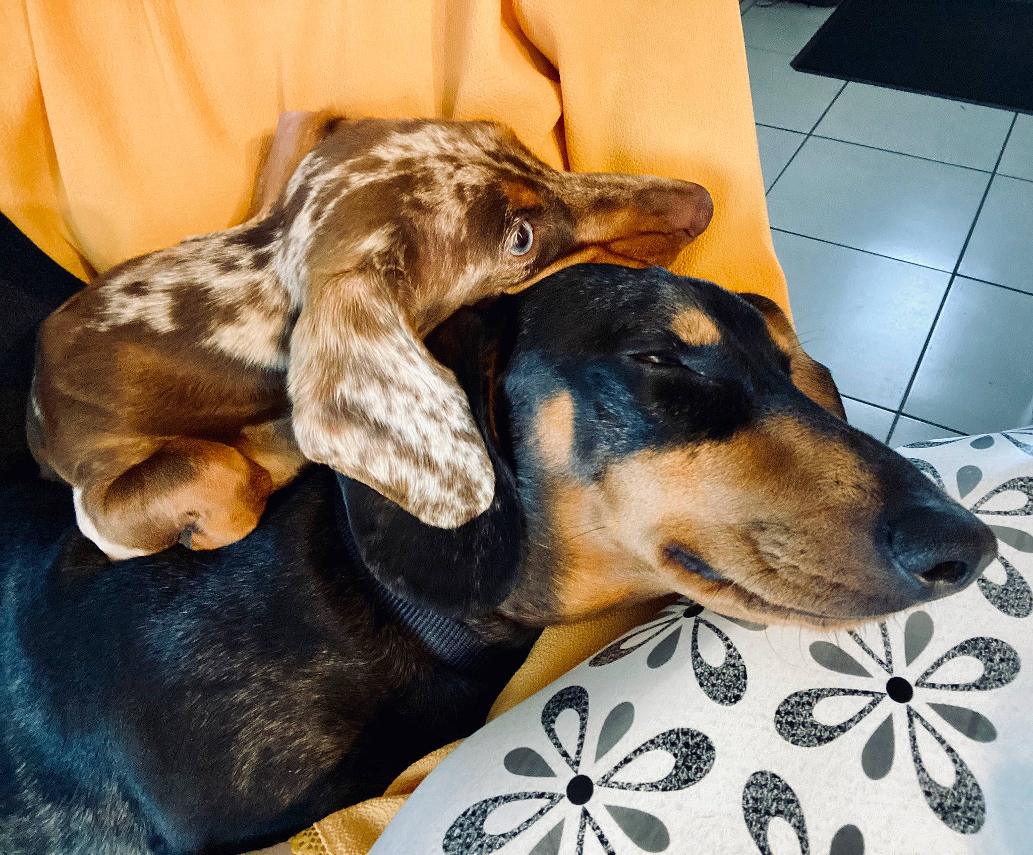 One a rejoint le concours — aidez-le/la à gagner de superbes lots ! basset_artesien_normand, black_and_tan_coonhound, bruno_jura_hound, canidae, carnivore, companion_dog, coonhound, dachshund, dog, dog_breed, ear, english_coonhound, fawn, hellenikos_ichnilatis, hound, mammal, rare_breed_dog, scent_hound, snout, vertebrate