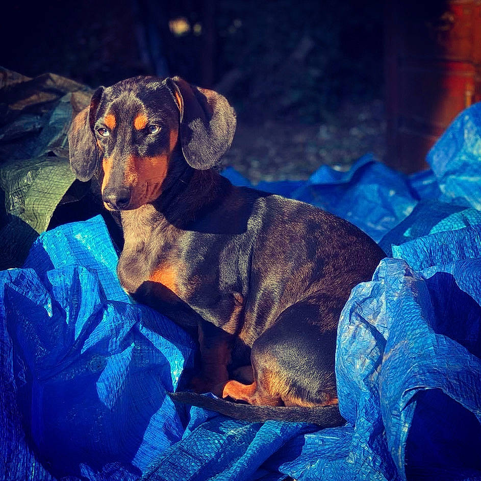 One a rejoint le concours — aidez-le/la à gagner de superbes lots ! canidae, carnivore, cloud, dachshund, dog, dog_breed, ear, hunting_dog, mountain, sky