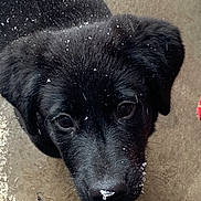 Lexi joined the competition — help win amazing prizes! puppy, dog, black_fur, snow, close_up, animal, pet, outdoor, curious, face, nose, whiskers, young, cute, winter, concrete, looking_up, fur, adorable, canine