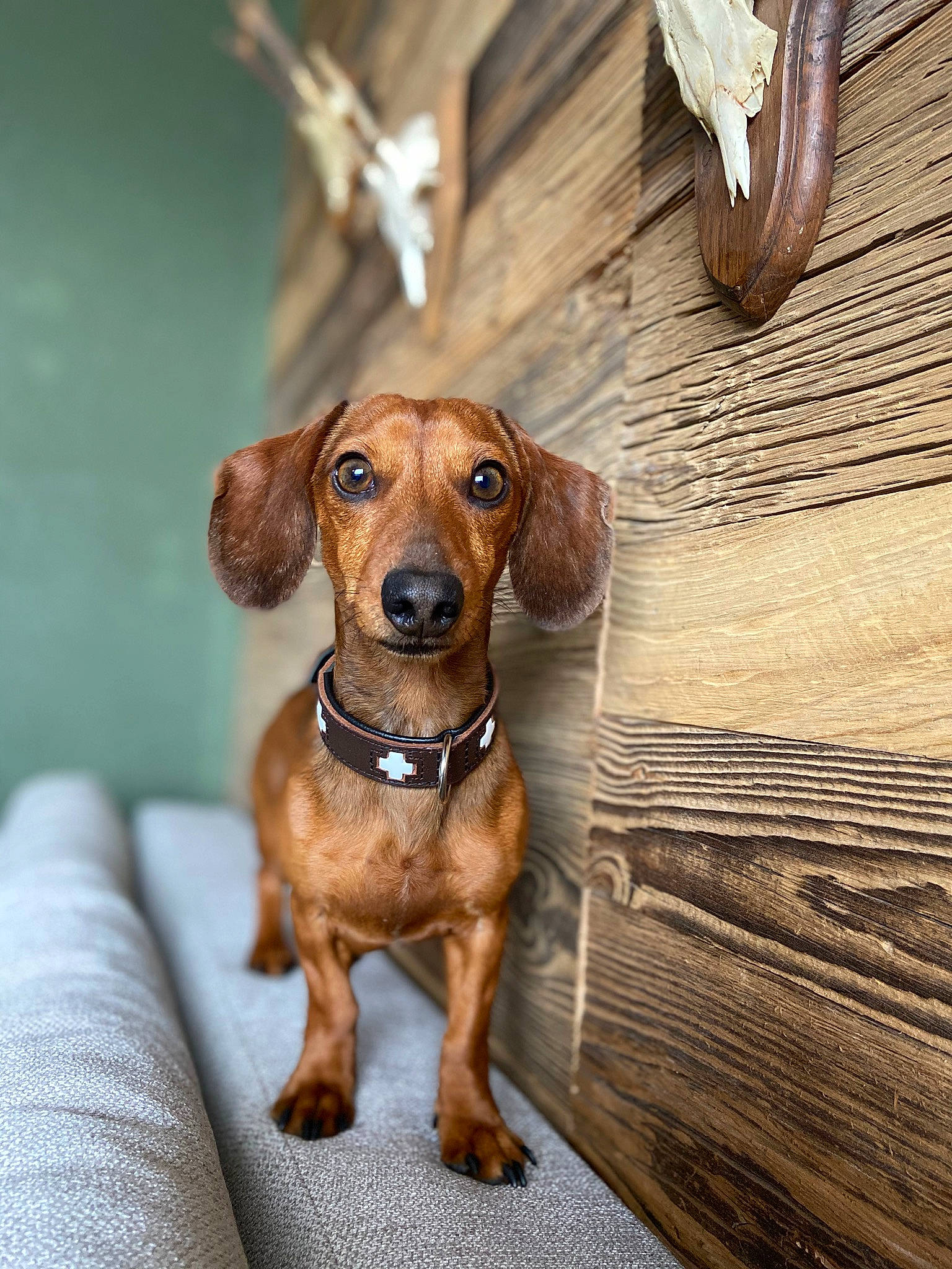 Oxford a rejoint le concours — aidez-le/la à gagner de superbes lots ! brown, canidae, carnivore, companion_dog, dog, dog_breed, fawn, fur, hardwood, hunting_dog, liver, pet_supply, plank, snout, sporting_group, terrestrial_animal, whiskers, wood, wood_stain, working_animal