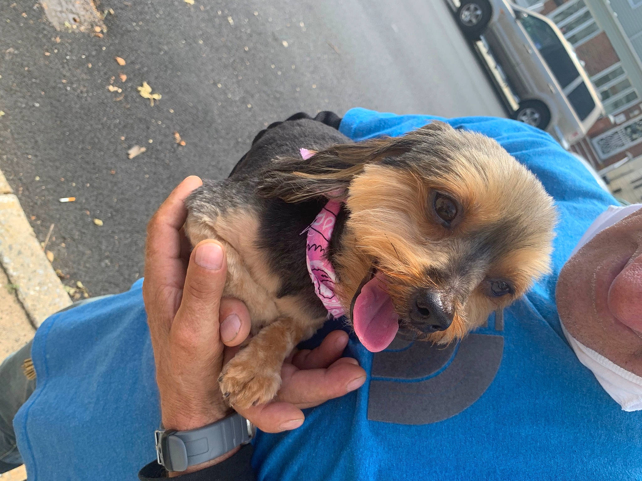 Chanel is registered to the contest to win money with this photo: asphalt, border_terrier, canidae, carnivore, companion_dog, dog, dog_breed, fawn, fur, liver, puppy, road_surface, small_terrier, snout, sporting_group, toy_dog, working_animal, wrinkle