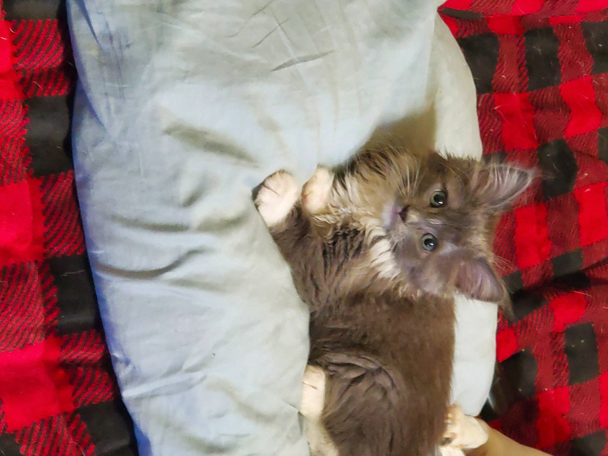 Potato joined the competition — help win amazing prizes! canidae, carnivore, comfort, companion_dog, dog, dog_breed, dog_supply, fawn, felidae, fur, liver, pet_supply, plaid, small_to_medium_sized_cats, snout, sporting_group, tartan, toy_dog, whiskers, working_animal