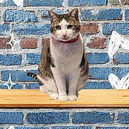 Casanova is registered to the contest to win money with this photo: cat, animal, pet, feline, collar, sitting, wooden_shelf, brick_wall, blue_bricks, brown_bricks, texture, doodle, heart_doodle, sparkle_doodle, indoor, cute, portrait, whimsical, background, furry