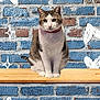 cat, animal, pet, feline, collar, sitting, wooden_shelf, brick_wall, blue_bricks, brown_bricks, texture, doodle, heart_doodle, sparkle_doodle, indoor, cute, portrait, whimsical, background, furry