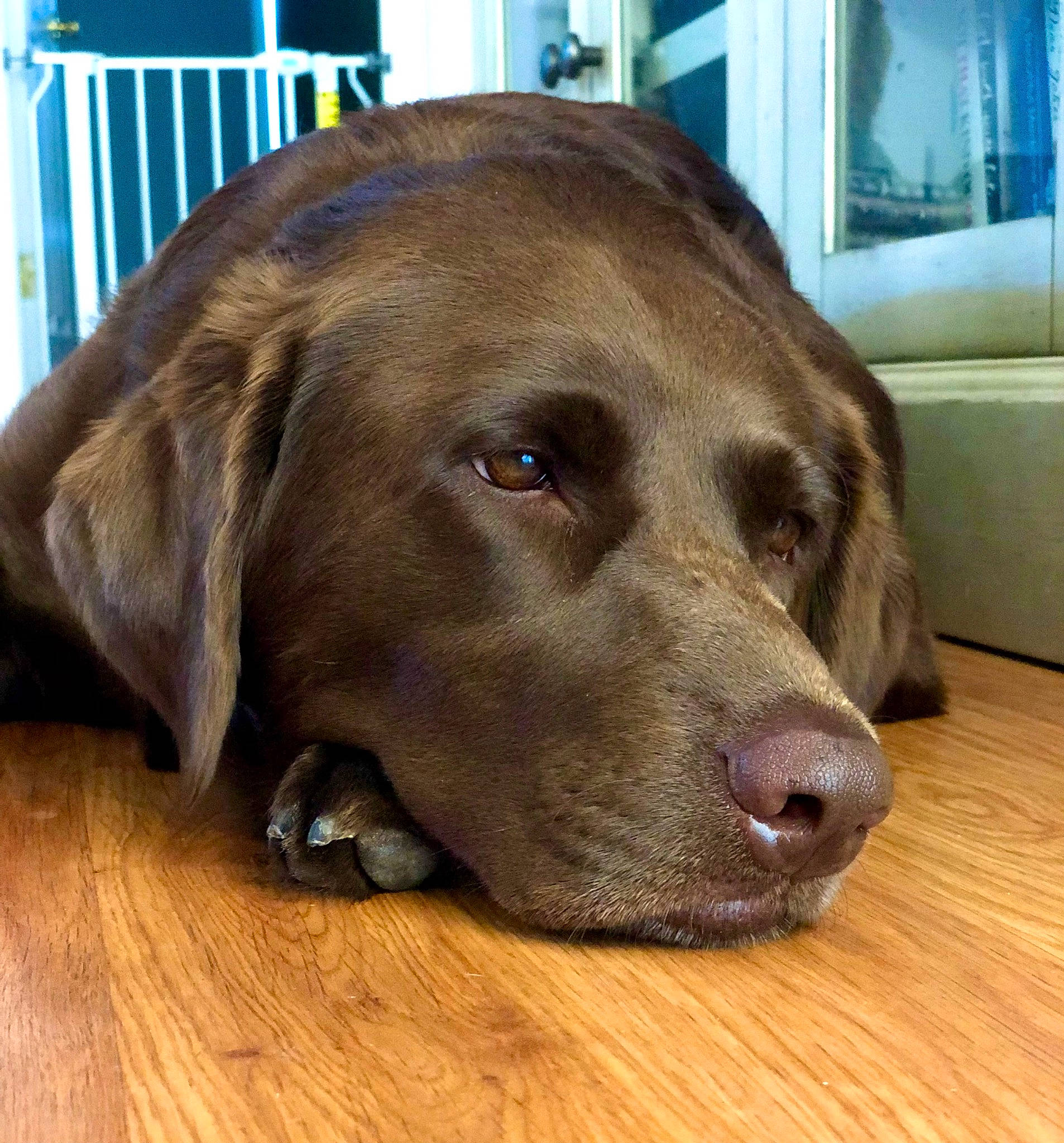 Mya joined the competition — help win amazing prizes! canidae, carnivore, collar, companion_dog, dog, dog_breed, fawn, fence, flooring, fur, gun_dog, hardwood, laminate_flooring, liver, snout, sporting_group, whiskers, wood, wood_flooring, working_animal