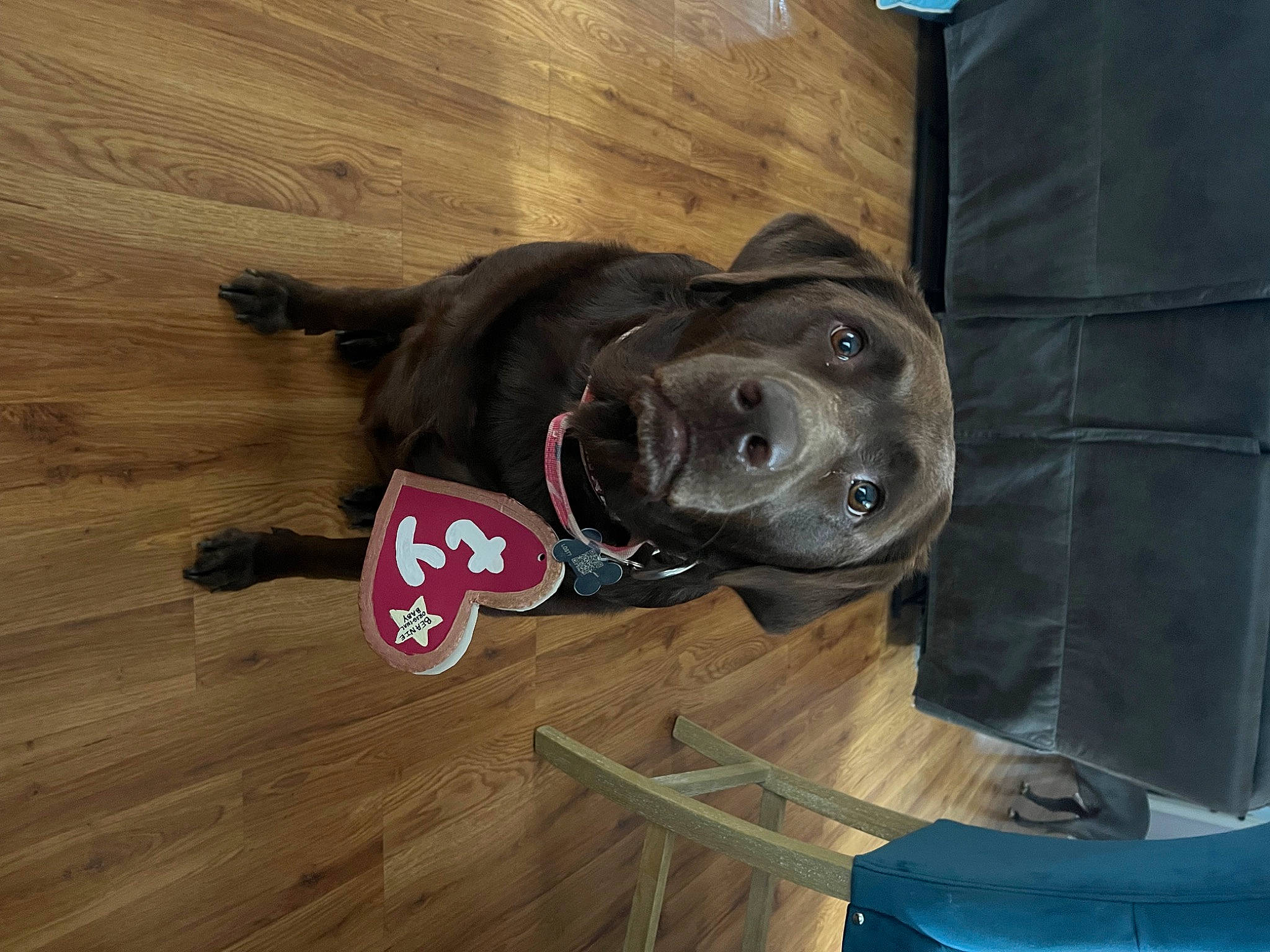 Mya is registered to the contest to win money with this photo: borador, canidae, carnivore, collar, companion_dog, dog, dog_breed, dog_collar, dog_supply, fawn, flooring, hardwood, laminate_flooring, personal_protective_equipment, plank, varnish, wood, wood_flooring, wood_stain, working_animal