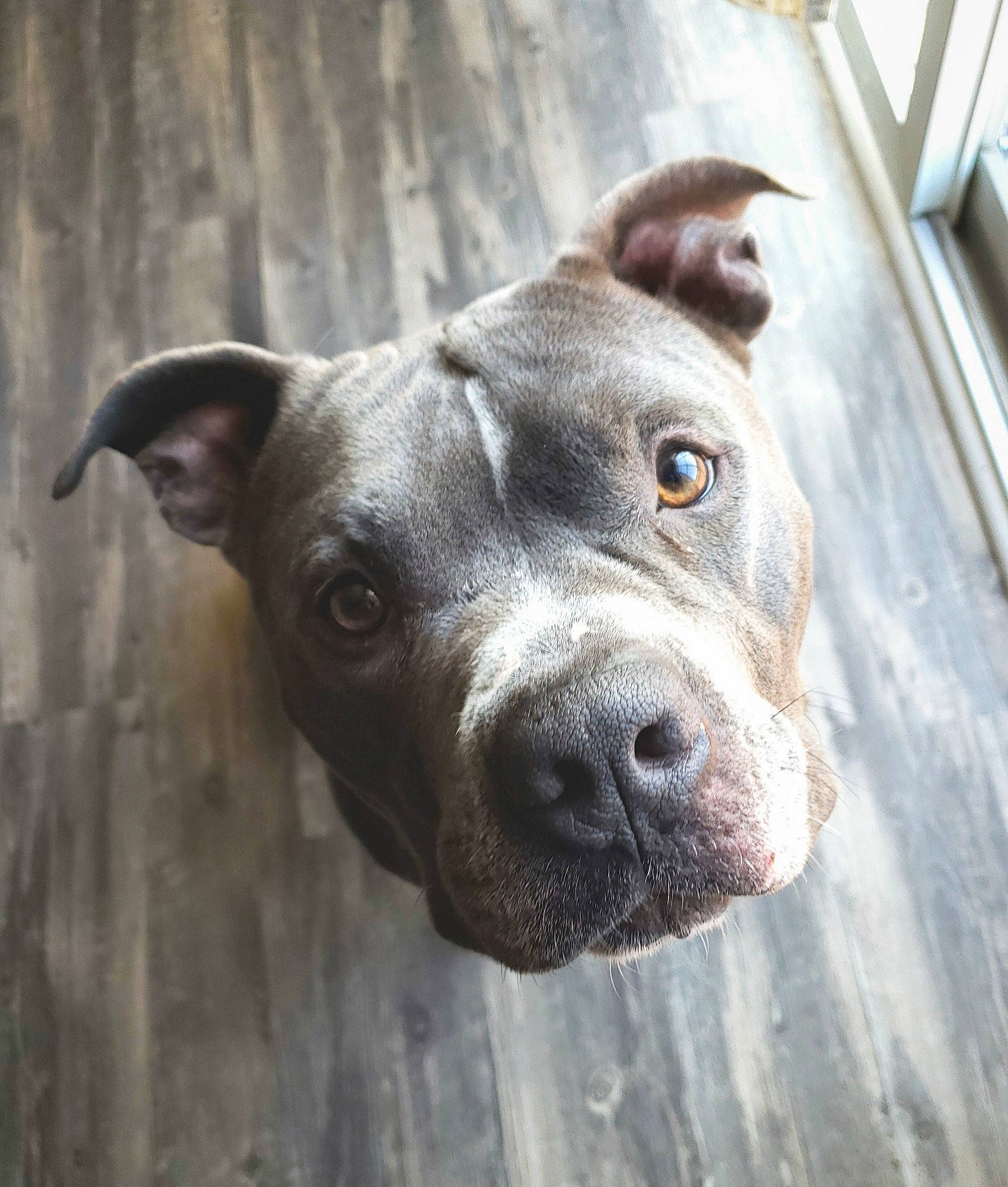 Rocky is registered to the contest to win money with this photo: ancient_dog_breeds, canidae, carnivore, companion_dog, dog, dog_breed, eye, fawn, guard_dog, metal, non_sporting_group, snout, sporting_group, terrestrial_animal, whiskers, window, working_animal