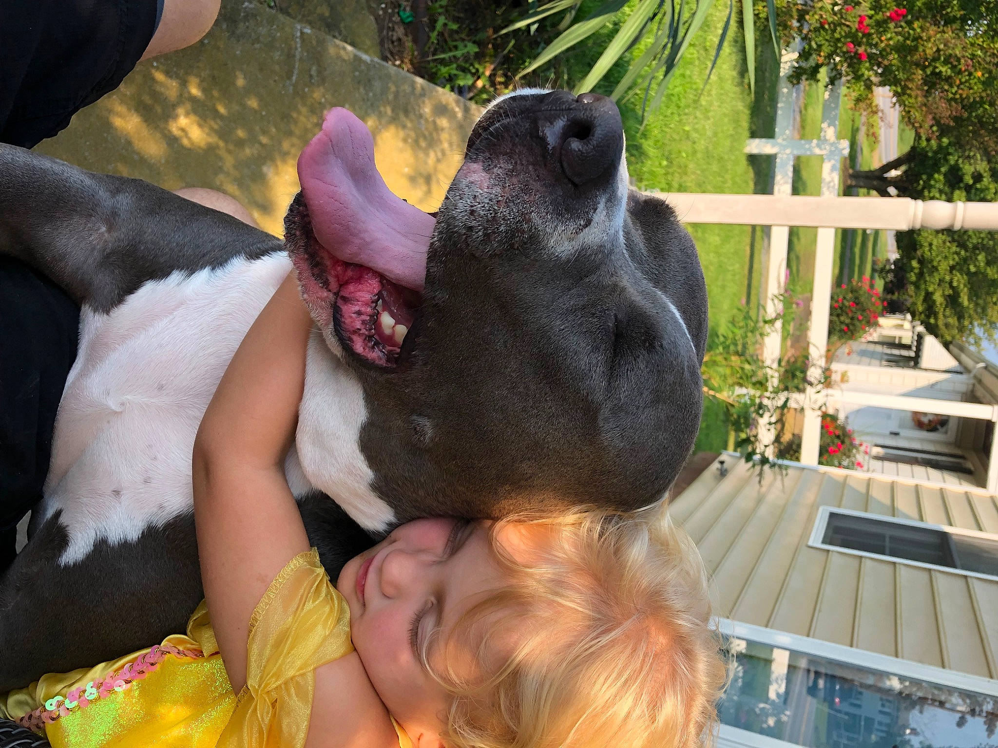 Rocky joined the competition — help win amazing prizes! black_hair, canidae, carnivore, companion_dog, dog, dog_breed, ear, event, fawn, fun, fur, grass, guard_dog, happy, leisure, plant, snout, sporting_group, terrestrial_animal, working_animal