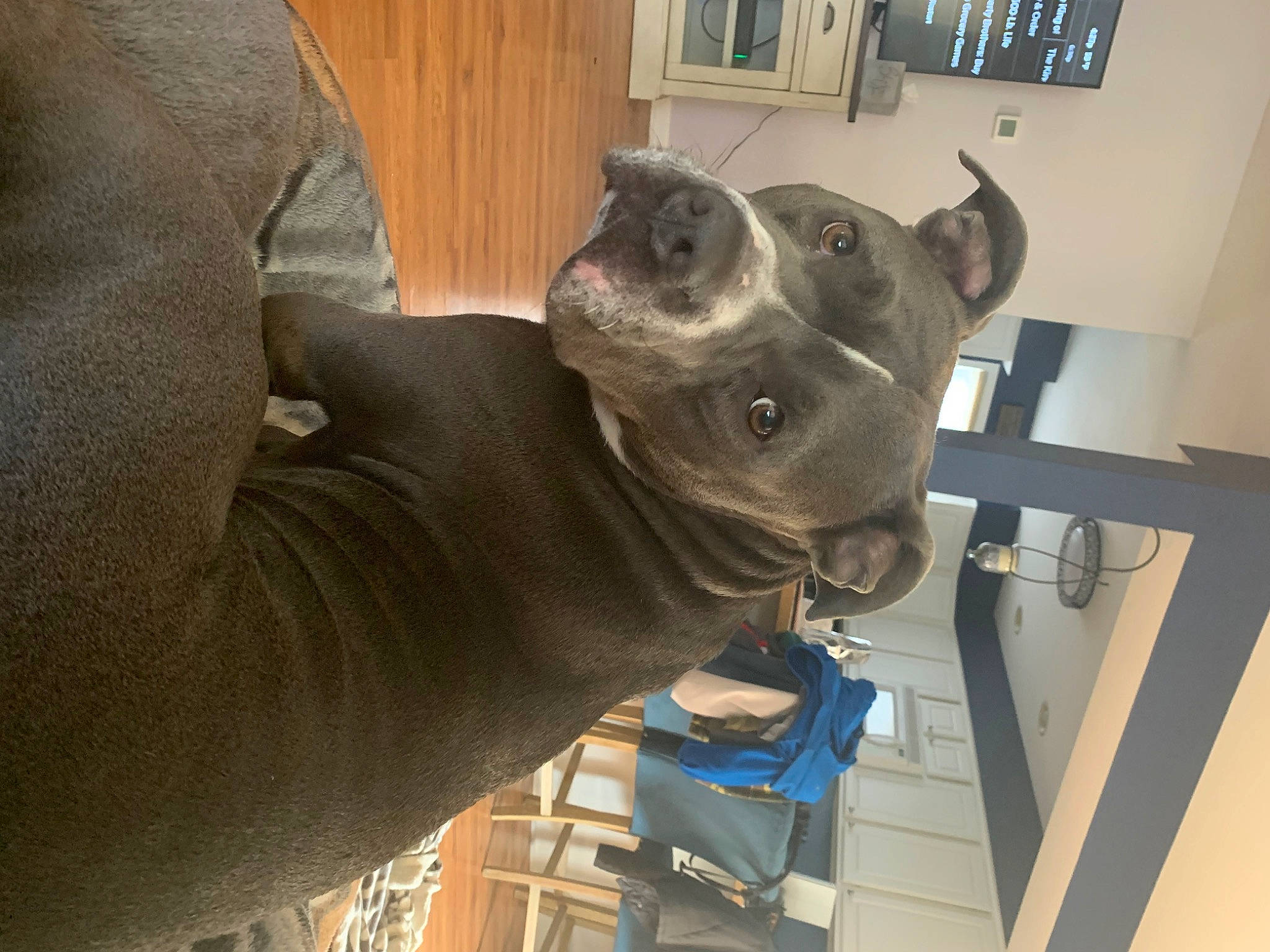 Rocky joined the competition — help win amazing prizes! art, bronze_sculpture, canidae, carnivore, dog, dog_breed, fawn, felidae, jaw, metal, picture_frame, sculpture, small_to_medium_sized_cats, snout, sporting_group, statue, terrestrial_animal, whiskers, wood, working_animal