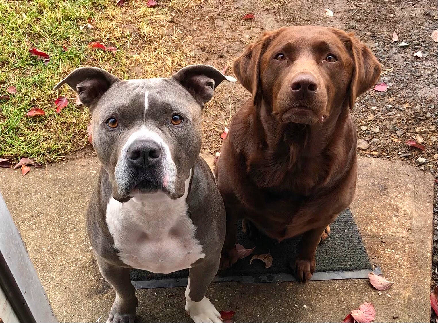 Rocky joined the competition — help win amazing prizes! canidae, carnivore, collar, companion_dog, dog, dog_breed, dog_collar, dog_supply, fawn, hunting_dog, liver, non_sporting_group, pet_supply, plant, snout, sporting_group, terrestrial_animal, whiskers, working_animal, working_dog