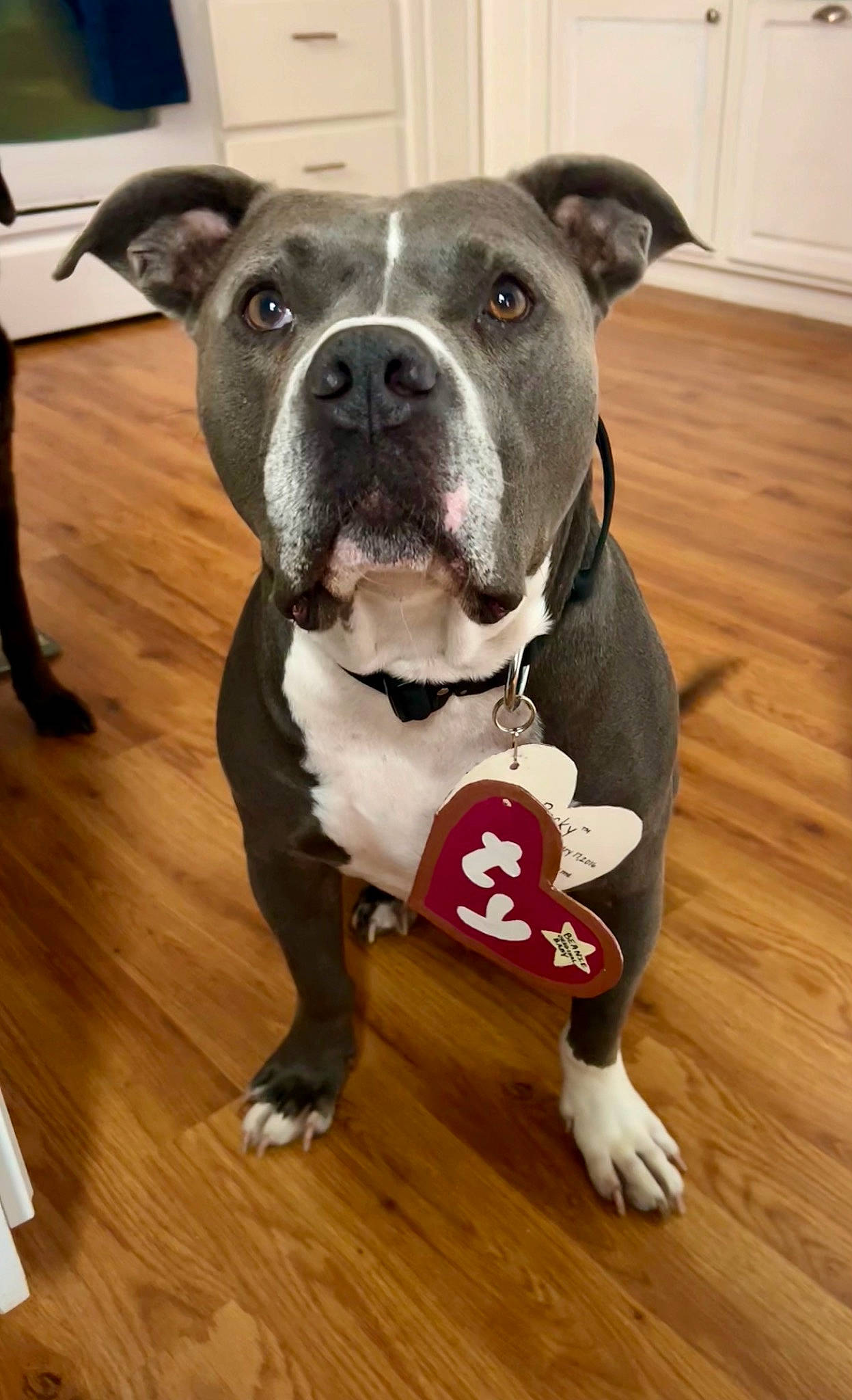 Rocky joined the competition — help win amazing prizes! canidae, carnivore, collar, companion_dog, dog, dog_breed, dog_collar, fawn, flooring, hardwood, laminate_flooring, pet_supply, snout, sporting_group, varnish, whiskers, wood, wood_flooring, wood_stain, working_animal