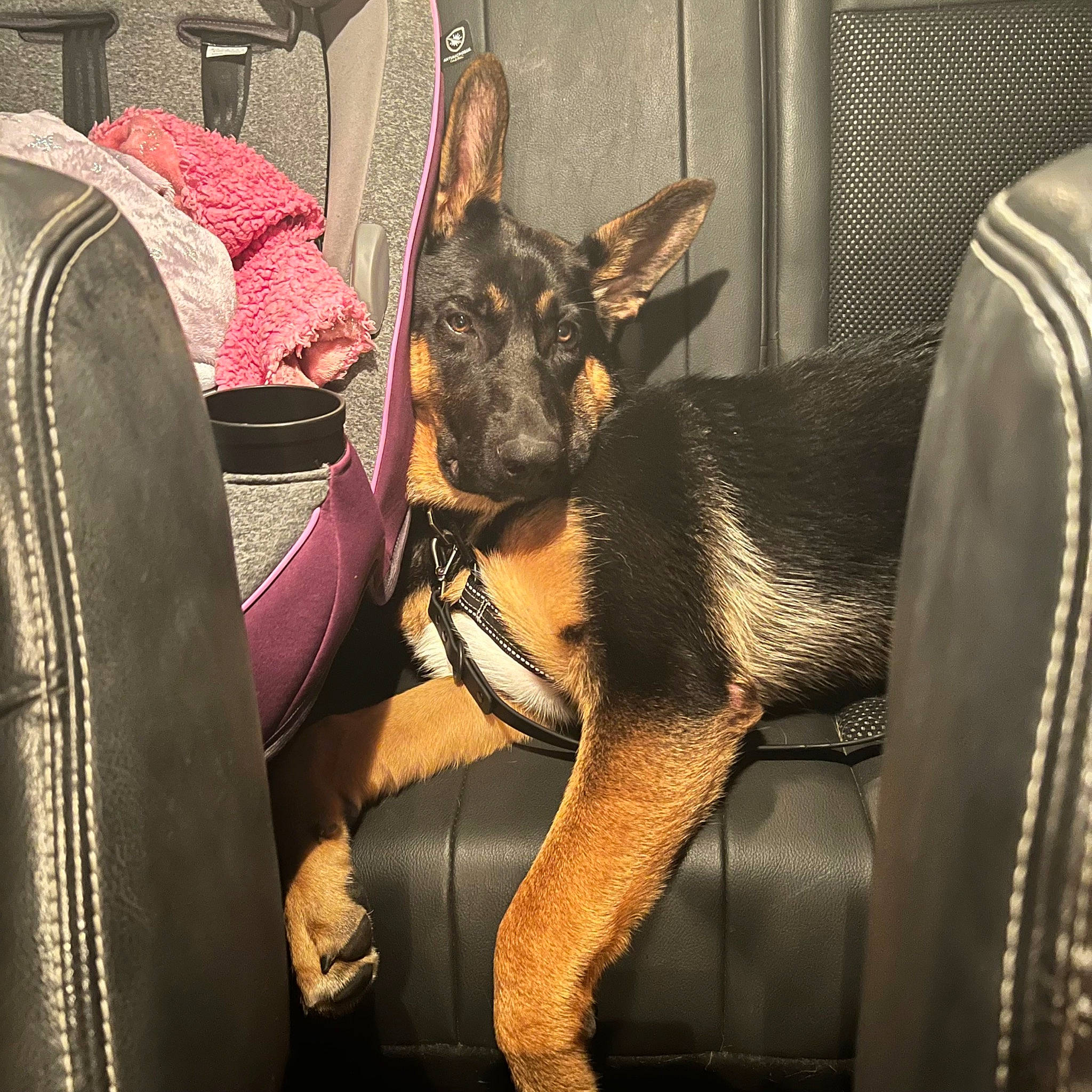 Diesel is registered to the contest to win money with this photo: canidae, carnivore, companion_dog, dog, dog_breed, ear, fawn, fur, german_shepherd_dog, guard_dog, non_sporting_group, prazsky_krysarik, snout, sporting_group, toy_dog, vehicle, whiskers, working_animal, working_dog