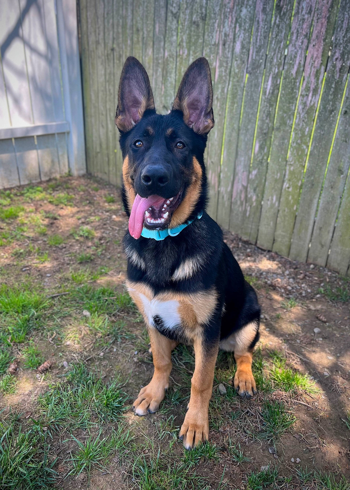 Diesel is registered to the contest to win money with this photo: art, canidae, carnivore, collar, companion_dog, dog, dog_breed, dog_collar, fawn, grass, guard_dog, herding_dog, paw, snout, sporting_group, terrestrial_animal, working_animal, working_dog