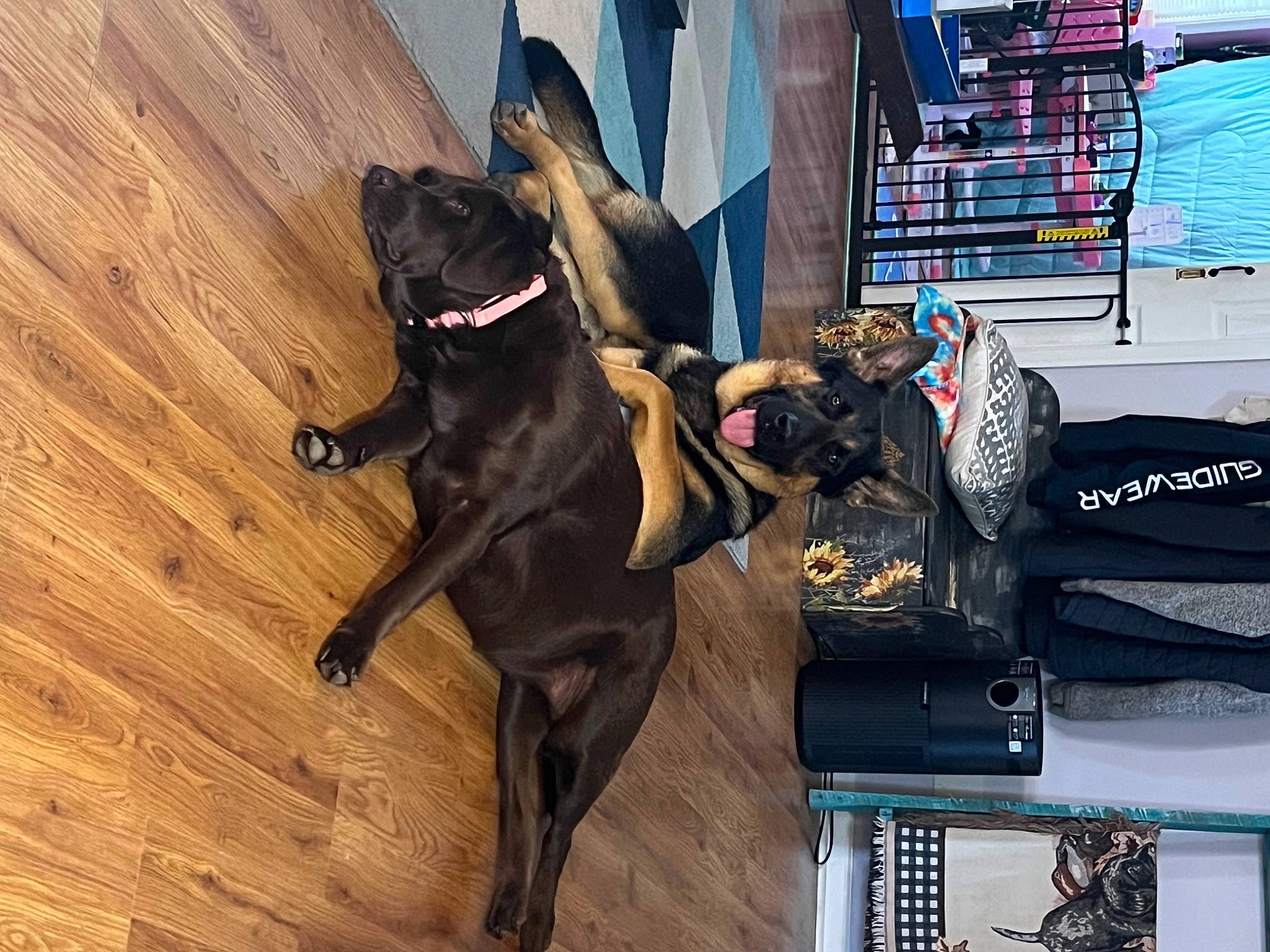 Diesel is registered to the contest to win money with this photo: canidae, carnivore, collar, companion_dog, dog, dog_breed, dog_collar, fawn, felidae, flooring, fur, hardwood, laminate_flooring, leash, snout, sporting_group, tail, wood, wood_flooring, working_animal