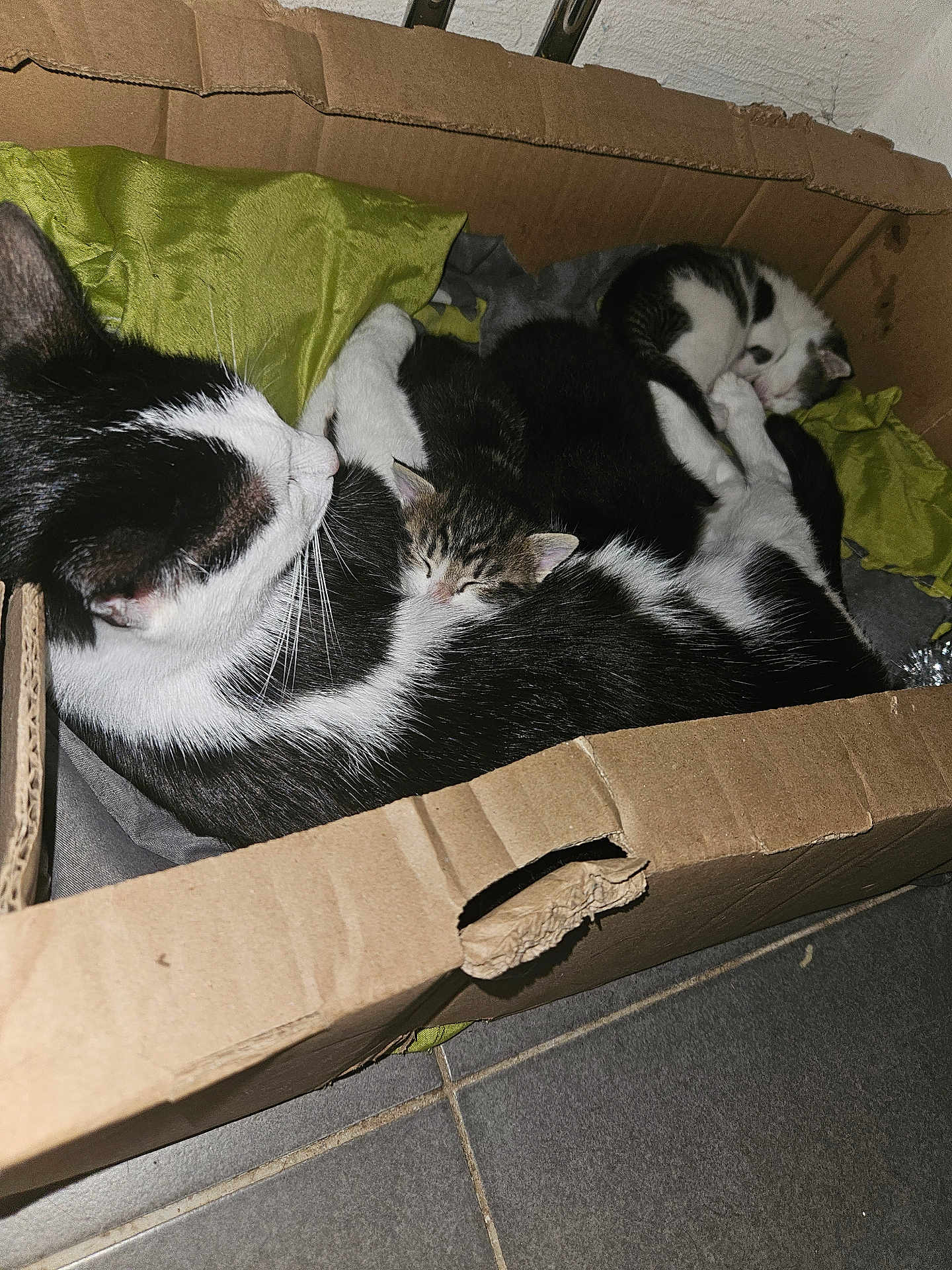 Atenas a rejoint le concours — aidez-le/la à gagner de superbes lots ! animal, architecture, box, building, canine, cardboard, carton, cat, couch, dog, furniture, indoors, kitten, livingroom, manx, person, pet, puppy, room, sleeping