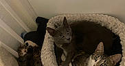 Les Chats a rejoint le concours — aidez-le/la à gagner de superbes lots ! animal, cat, cat_bed, companion, cozy, cute, feline, fur, gray_cat, indoor, kitten, pet, pile, quiet, resting, sleeping, snuggling, soft, tabby, whiskers