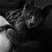 Les Chats participe au concours pour gagner de l'argent avec cette photo : animal, black_and_white, cat, cats, comfort, companion, couch, cozy, ears, eyes, feline, fur, home, indoor, nose, pet, portrait, relaxing, sleeping, whiskers