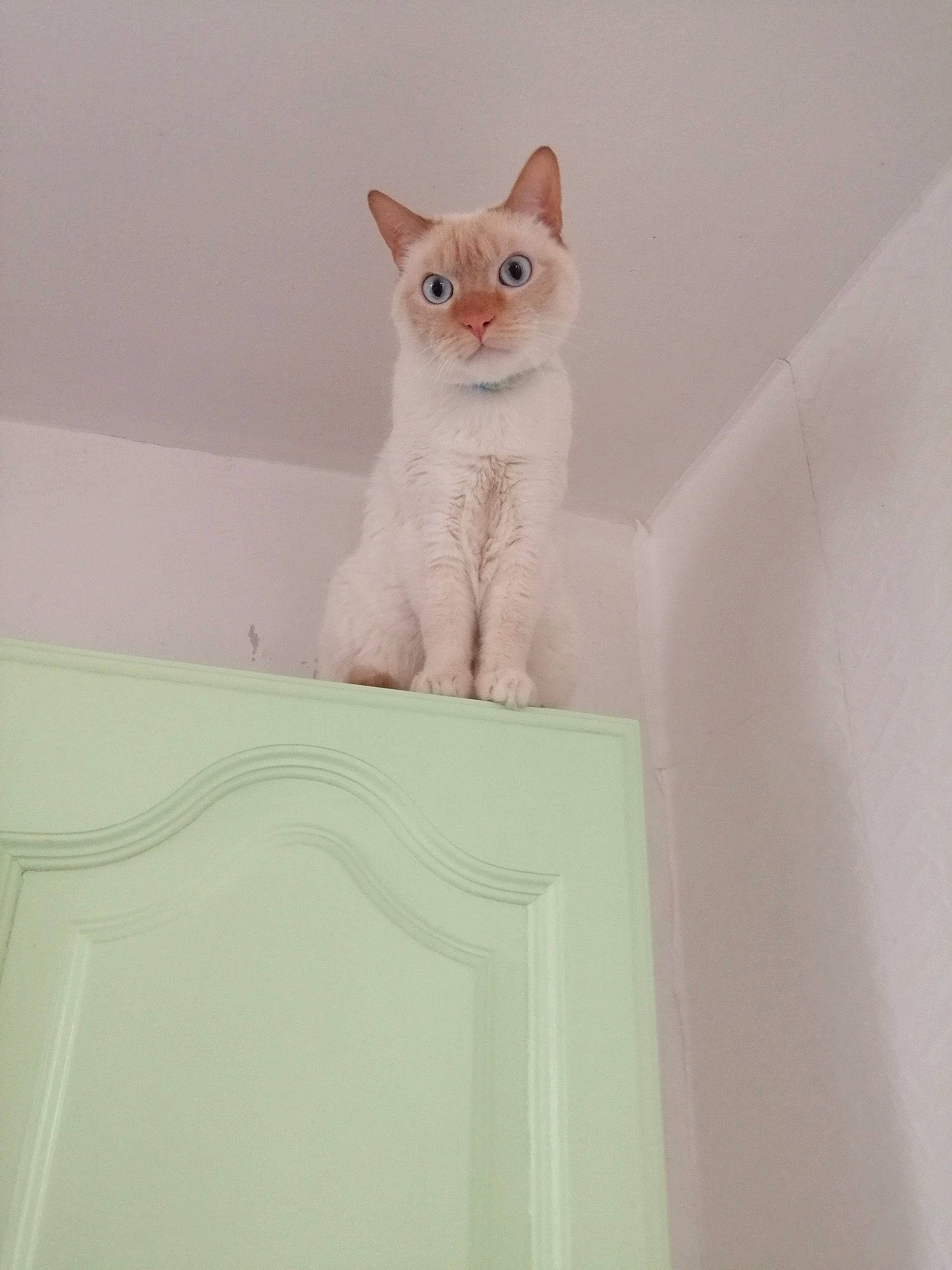 Bounty a rejoint le concours — aidez-le/la à gagner de superbes lots ! burmilla, carnivore, cat, domestic_short_haired_cat, fawn, felidae, kitten, ojos_azules, small_to_medium_sized_cats, tail, turkish_van, whiskers