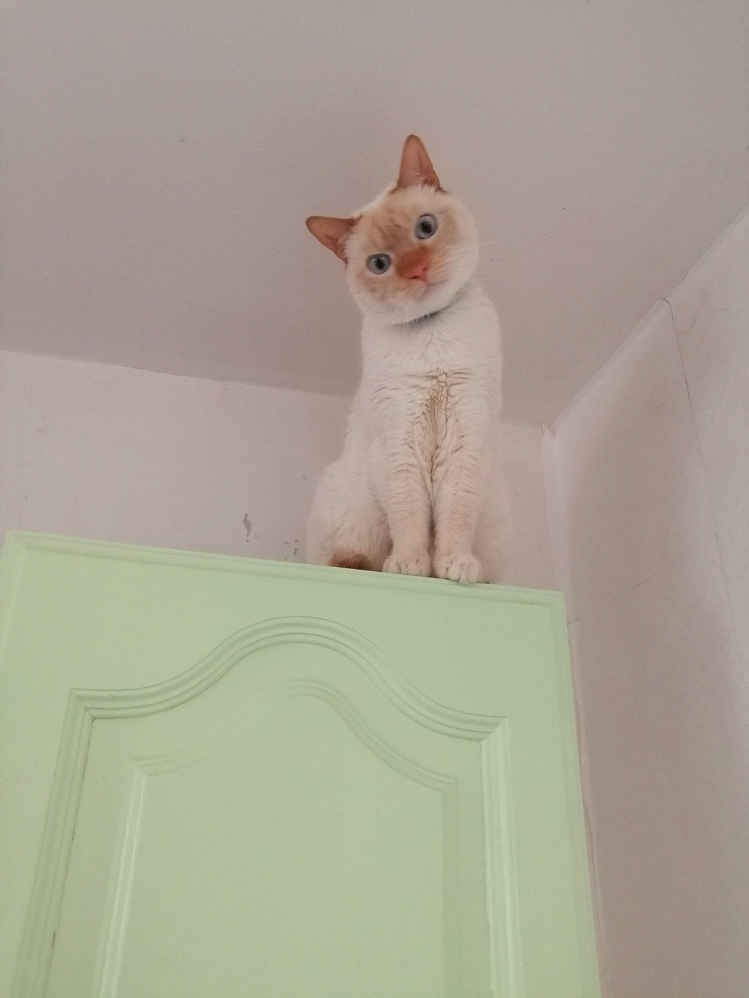 Bounty a rejoint le concours — aidez-le/la à gagner de superbes lots ! aegean_cat, burmilla, carnivore, cat, colorpoint_shorthair, domestic_short_haired_cat, fawn, felidae, khao_manee, kitten, ojos_azules, small_to_medium_sized_cats, tail, turkish_angora, turkish_van, whiskers