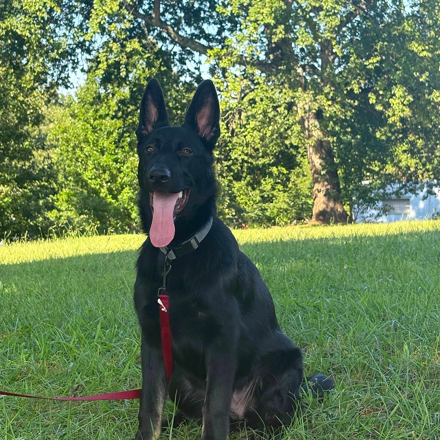 Ace joined the competition — help win amazing prizes! alert, animal, black_dog, canine, collar, daytime, dog, german_shepherd, grass, happy, leash, mammal, nature, outdoor, park, pet, sitting, sunny, tongue_out, trees