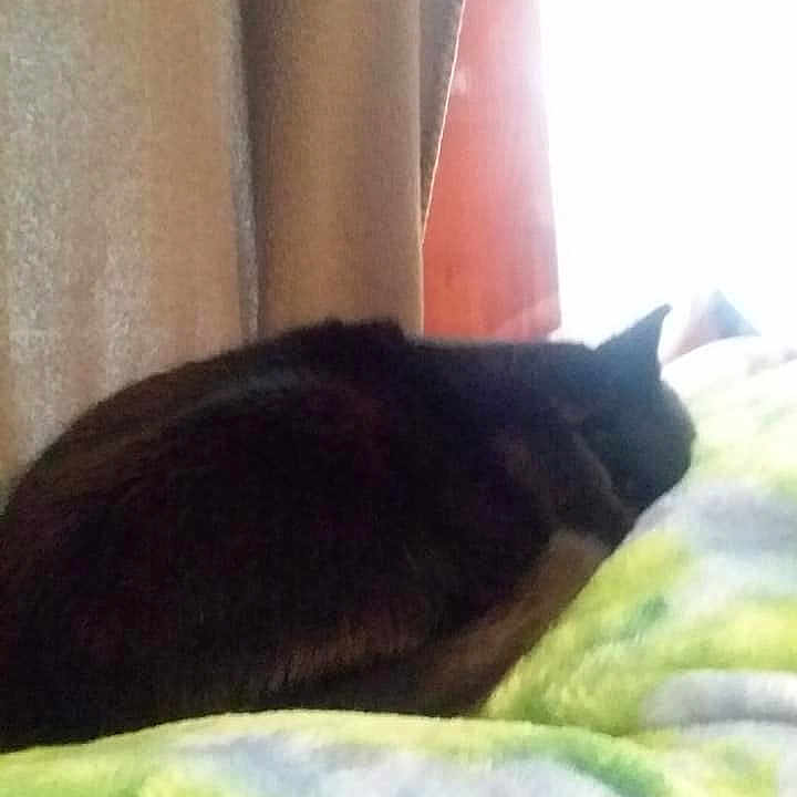 Sway joined the competition — help win amazing prizes! black_cat, carnivore, cat, felidae, small_to_medium_sized_cats, tail, whiskers