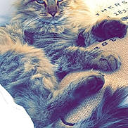 Pépètte a rejoint le concours — aidez-le/la à gagner de superbes lots ! cat, tabby, fluffy, blue_eyes, cushion, relaxed, indoor, pet, feline, resting, fur, whiskers, tail, closeup, animal, cozy, sleepy, soft_light, portrait, cute