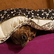 Milka participe au concours pour gagner de l'argent avec cette photo : american_cocker_spaniel, beige, canidae, carnivore, cat, cockapoo, dog, dog_bed, dog_breed, puppy, sporting_group