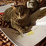 Puce a rejoint le concours — aidez-le/la à gagner de superbes lots ! american_shorthair, asian, carnivore, cat, domestic_short_haired_cat, dragon_li, european_shorthair, felidae, kitten, mammal, nebelung, ocicat, small_to_medium_sized_cats, tabby_cat, whiskers