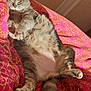 Puce participe au concours pour gagner de l'argent avec cette photo : american_shorthair, asian, carnivore, cat, claw, domestic_short_haired_cat, dragon_li, european_shorthair, felidae, fur, kitten, mammal, nap, paw, pink, pixie_bob, small_to_medium_sized_cats, tabby_cat, tail, whiskers