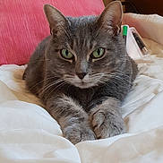 Puce a rejoint le concours — aidez-le/la à gagner de superbes lots ! american_shorthair, asian, australian_mist, british_semi_longhair, british_shorthair, carnivore, cat, domestic_short_haired_cat, dragon_li, ear, european_shorthair, felidae, kitten, mammal, pixie_bob, skin, small_to_medium_sized_cats, tabby_cat, vertebrate, whiskers