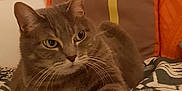 Puce a rejoint le concours — aidez-le/la à gagner de superbes lots ! american_shorthair, asian, australian_mist, british_shorthair, california_spangled, carnivore, cat, chartreux, domestic_short_haired_cat, dragon_li, european_shorthair, felidae, kitten, mammal, nebelung, pixie_bob, small_to_medium_sized_cats, tabby_cat, vertebrate, whiskers