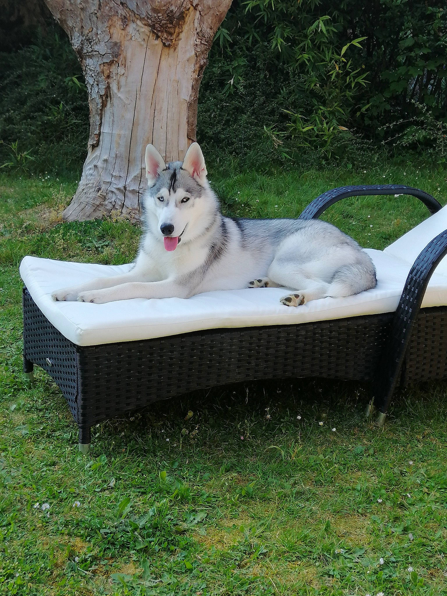 Payet a rejoint le concours — aidez-le/la à gagner de superbes lots ! alaskan_malamute, berger_blanc_suisse, canidae, canis, carnivore, czechoslovakian_wolfdog, dog, dog_breed, grass, mammal, native_american_indian_dog, northern_inuit_dog, saarloos_wolfdog, siberian_husky, sled_dog, tamaskan_dog, tree, vertebrate, wolf, wolfdog