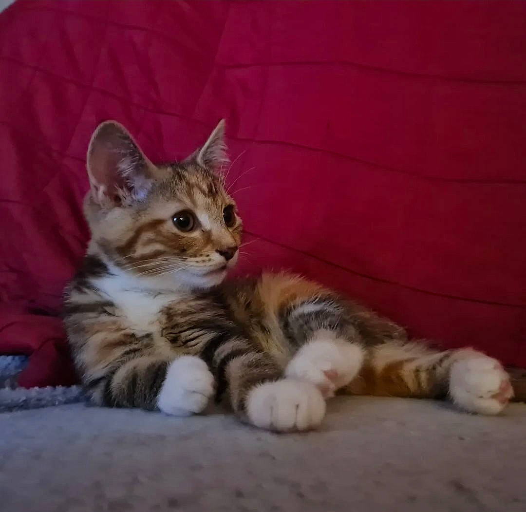 Cassie is registered to the contest to win money with this photo: carnivore, cat, claw, comfort, domestic_short_haired_cat, felidae, foot, fur, paw, sitting, small_to_medium_sized_cats, snout, tail, terrestrial_animal, whiskers