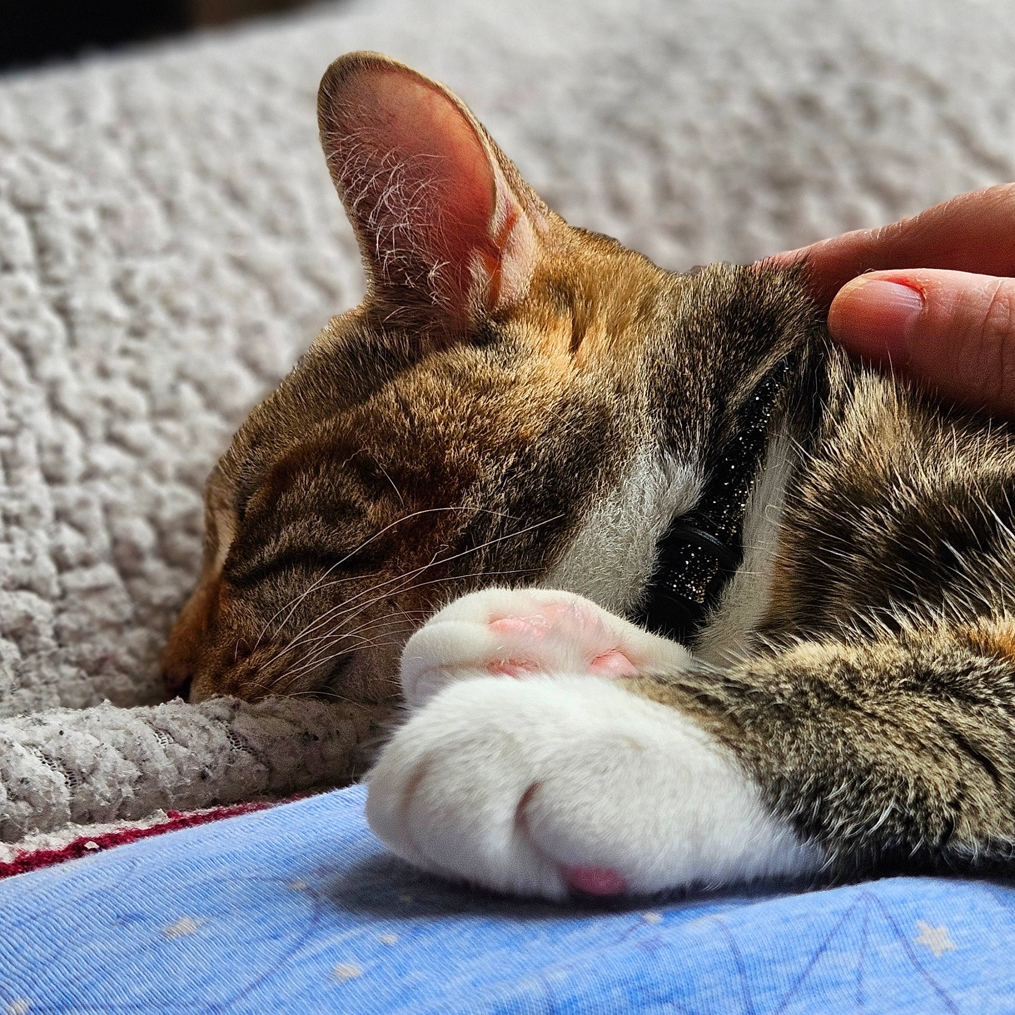 Cassie joined the competition — help win amazing prizes! carnivore, cat, claw, comfort, domestic_short_haired_cat, felidae, foot, fur, linens, nap, paw, sleep, small_to_medium_sized_cats, snout, terrestrial_animal, whiskers