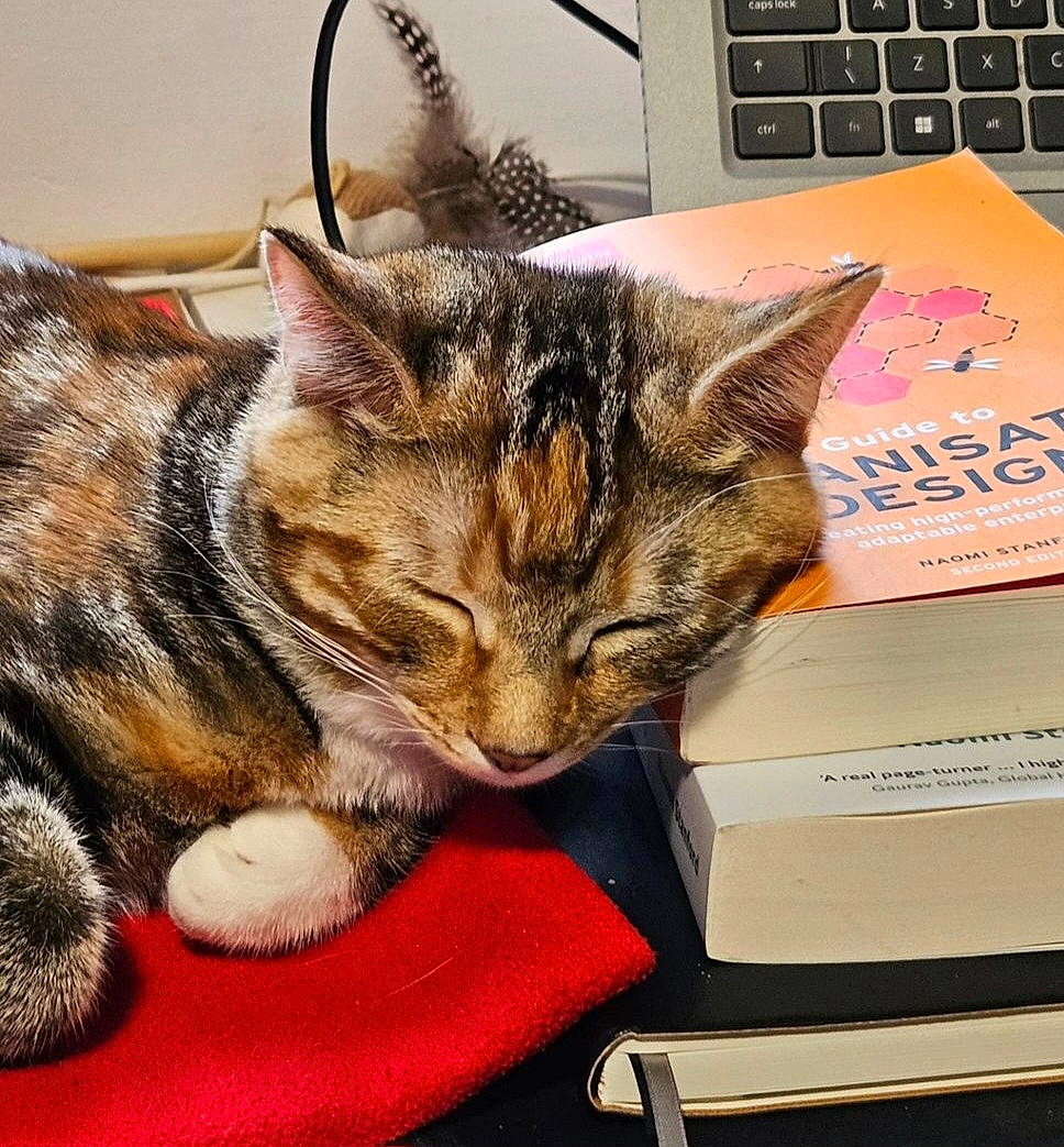 Cassie is registered to the contest to win money with this photo: box, carnivore, cat, claw, comfort, domestic_short_haired_cat, felidae, fur, input_device, laptop, nap, office_supplies, paper_product, paw, photo_caption, photography, small_to_medium_sized_cats, snout, tail, whiskers