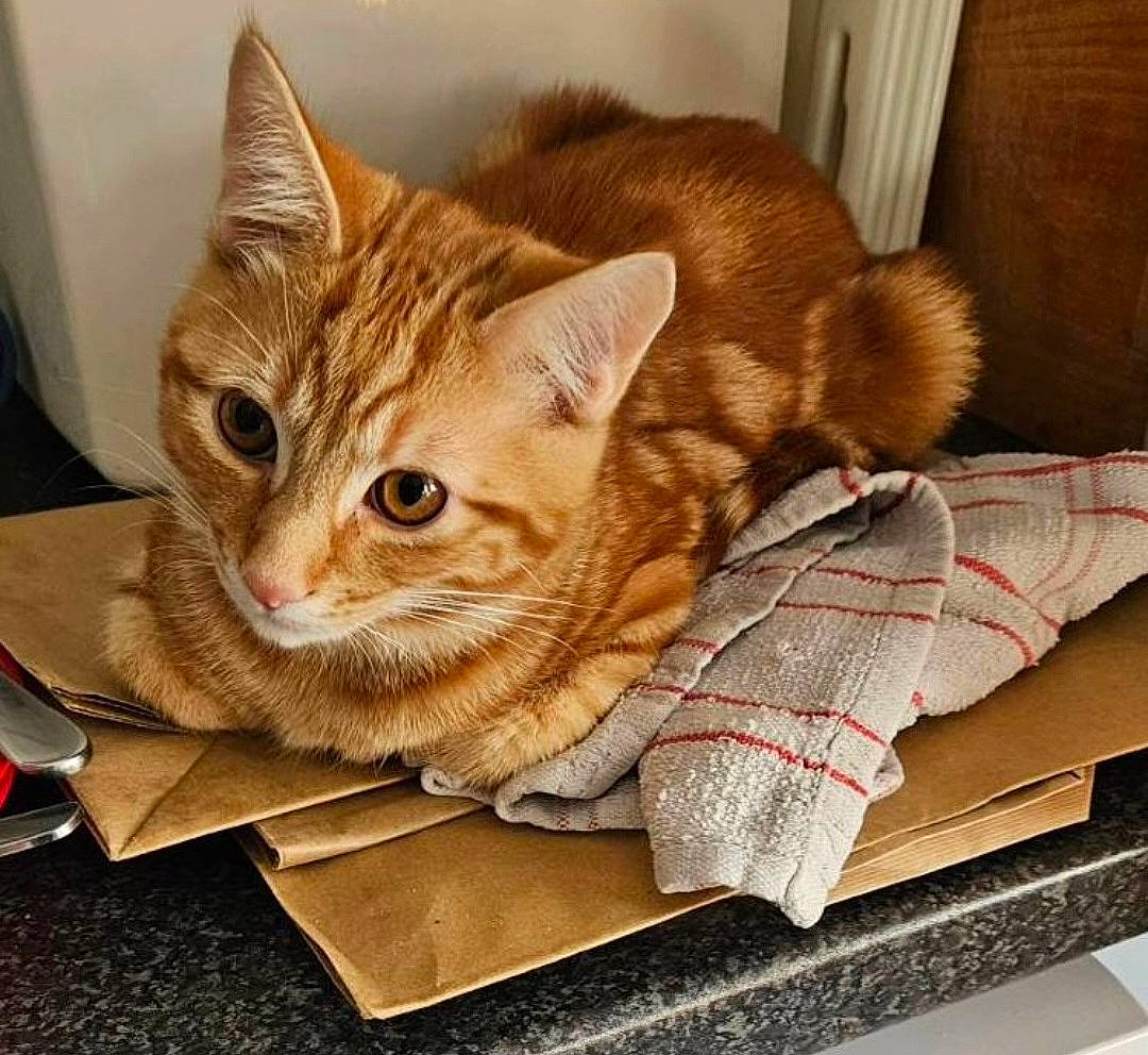 Cosmo joined the competition — help win amazing prizes! carnivore, cat, cat_supply, comfort, domestic_short_haired_cat, fawn, felidae, flooring, fur, hardwood, metal, paw, pet_supply, rectangle, small_to_medium_sized_cats, snout, tail, textile, whiskers, wood