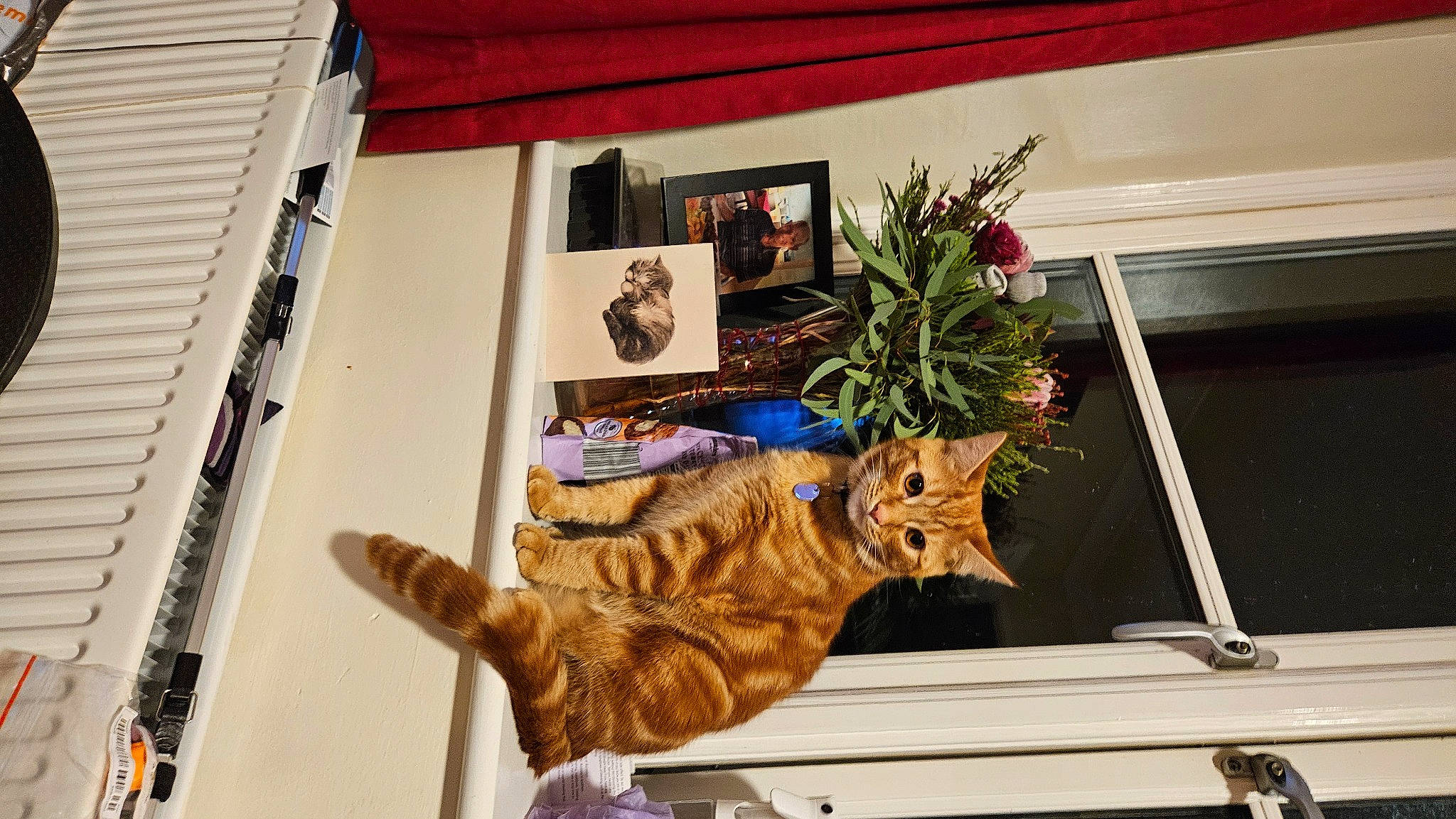 Cosmo joined the competition — help win amazing prizes! art, carnivore, cat, domestic_short_haired_cat, event, felidae, floral_design, flower, flower_arranging, flowerpot, fur, hat, plant, room, small_to_medium_sized_cats, tail, tree, twig, whiskers, wood