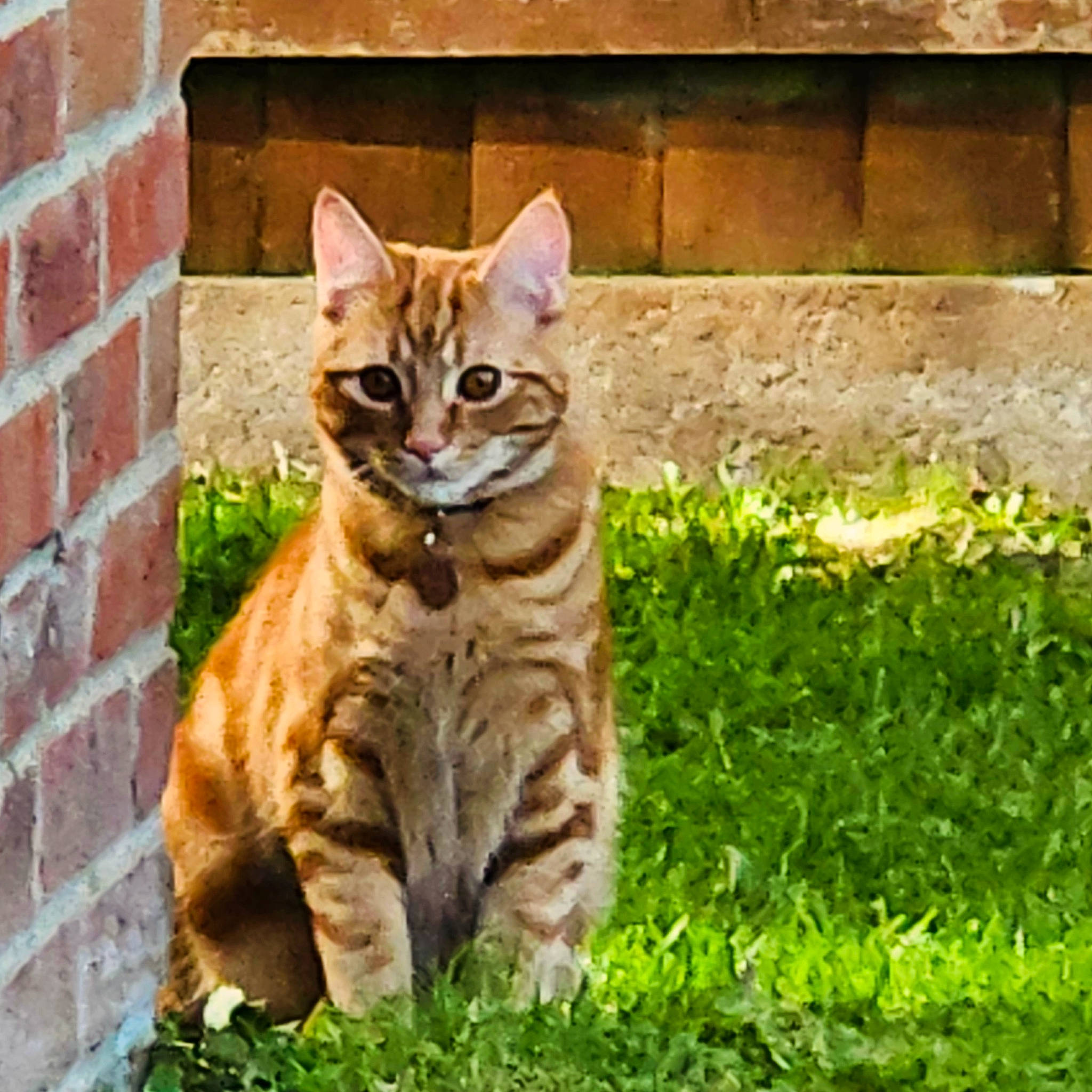 Cosmo is registered to the contest to win money with this photo: brick, brickwork, carnivore, cat, domestic_short_haired_cat, fawn, felidae, fur, grass, groundcover, paw, plant, small_to_medium_sized_cats, snout, tail, terrestrial_animal, tree, whiskers, wildlife, window