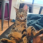 Ava a rejoint le concours — aidez-le/la à gagner de superbes lots ! tabby_cat, cat, pet, indoor, couch, leather, relaxed, sitting, curious, feline, animal, striped, legs, paw, tail, window, furniture, stool, table, daylight