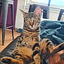 tabby_cat, cat, pet, indoor, couch, leather, relaxed, sitting, curious, feline, animal, striped, legs, paw, tail, window, furniture, stool, table, daylight