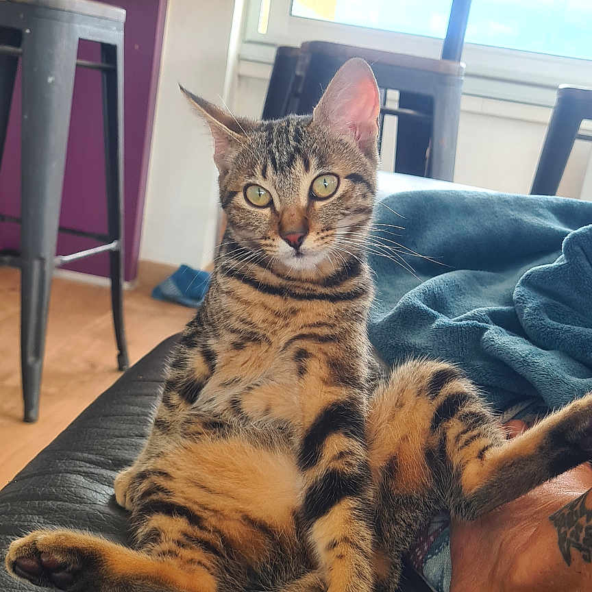 Ava a rejoint le concours — aidez-le/la à gagner de superbes lots ! animal, cat, couch, curious, daylight, feline, furniture, indoor, leather, legs, paw, pet, relaxed, sitting, stool, striped, tabby_cat, table, tail, window