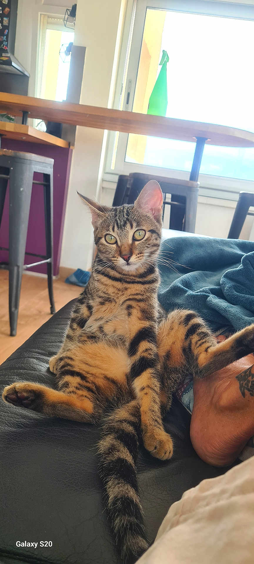 Ava