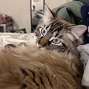 Dior joined the competition — help win amazing prizes! cat, blue_eyes, fluffy_fur, close_up, indoor, bed, mirror, curious, relaxed, pet, feline, whiskers, ears, nose, tail, soft, domestic_animal, animal, cozy, background