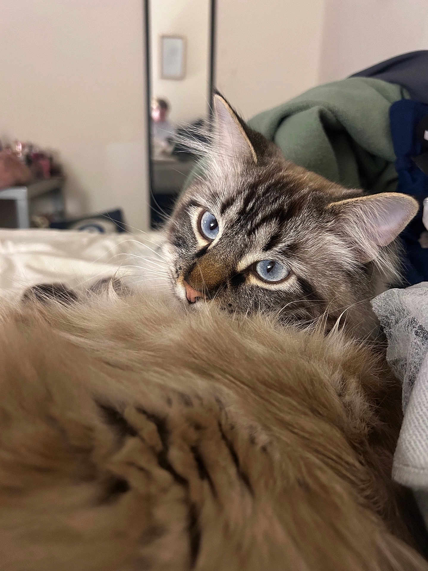 Dior joined the competition — help win amazing prizes! cat, blue_eyes, fluffy_fur, close_up, indoor, bed, mirror, curious, relaxed, pet, feline, whiskers, ears, nose, tail, soft, domestic_animal, animal, cozy, background