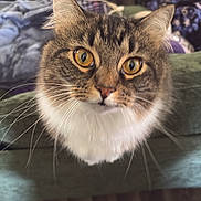 Corn Muffin is registered to the contest to win money with this photo: animal, background, cat, close_up, couch, cozy, curious, domestic_cat, ears, face, fluffy, fur, furniture, golden_eyes, head, indoor, looking, pet, tabby, whiskers