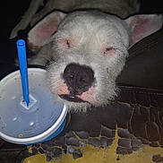 Savage is registered to the contest to win money with this photo: dog, sleeping, white_dog, fast_food, drink_cup, blue_straw, leather_furniture, cracked_leather, close_up, pet, animal, indoor, resting, snout, nose, fur, cute, relaxation, tired, cozy