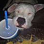 animal, blue_straw, close_up, cozy, cracked_leather, cute, dog, drink_cup, fast_food, fur, indoor, leather_furniture, nose, pet, relaxation, resting, sleeping, snout, tired, white_dog