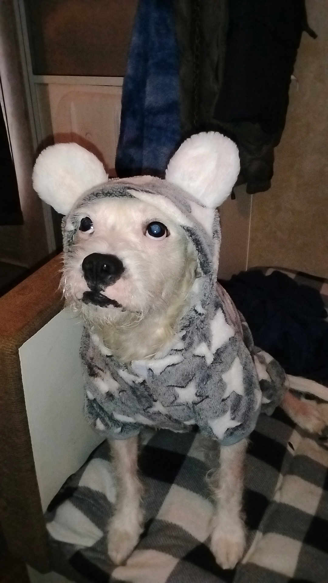 Savage is registered to the contest to win money with this photo: dog, pet, hoodie, costume, stars, ears, indoor, blanket, furry, cute, animal, cozy, white_dog, looking_up, sitting, clothing, fabric, home, comfort, portrait